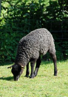 DSC_0204.JPG-for-web-normal