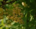 DSC_0200.JPG-for-web-small