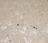 bageferment16.JPG-for-web-normal