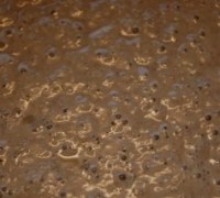 bageferment4.JPG-for-web-normal